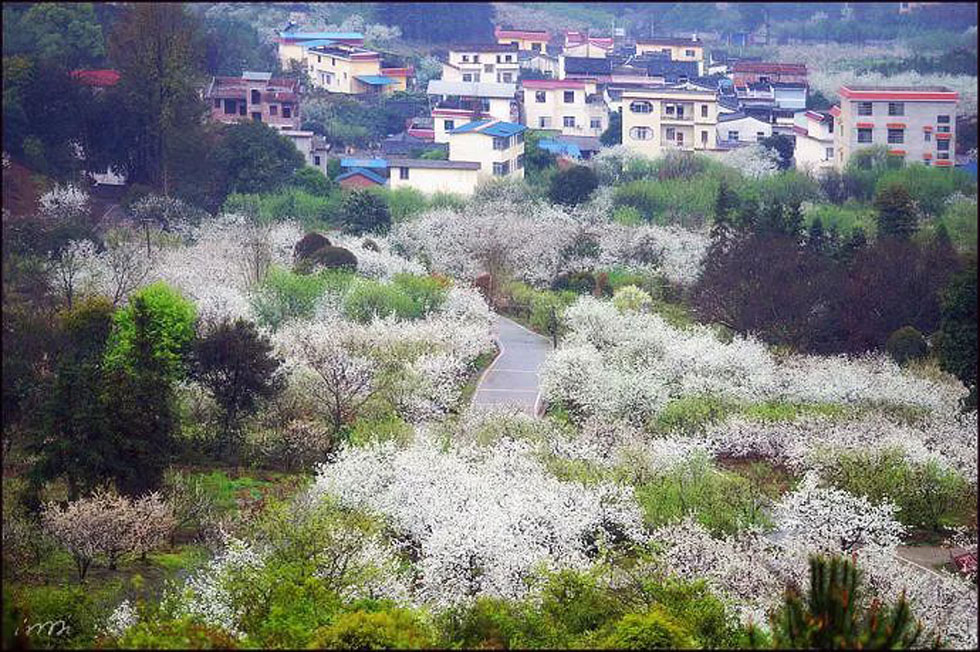 【春天,广西桂林灌阳县向您发出邀请!】我们在灌阳看梨花 - 游山玩水 - 通辽生活社区 - 通辽28生活网 tongliao.28life.com