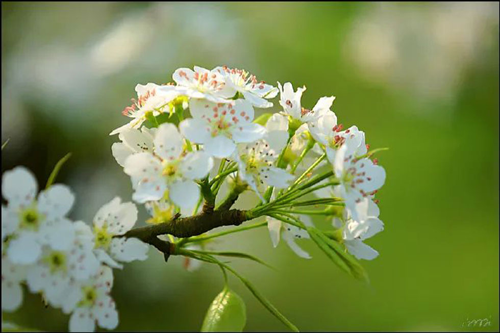 【春天,广西桂林灌阳县向您发出邀请!】我们在灌阳看梨花 - 游山玩水 - 通辽生活社区 - 通辽28生活网 tongliao.28life.com