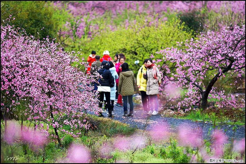 【春天,广西桂林灌阳县向您发出邀请!】官庄村有个醉美的桃花园 - 游山玩水 - 通辽生活社区 - 通辽28生活网 tongliao.28life.com