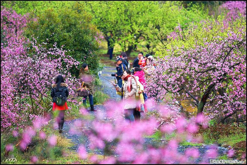 【春天,广西桂林灌阳县向您发出邀请!】官庄村有个醉美的桃花园 - 游山玩水 - 通辽生活社区 - 通辽28生活网 tongliao.28life.com