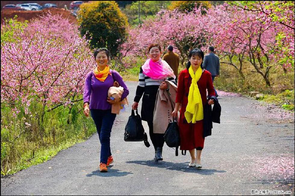 【春天,广西桂林灌阳县向您发出邀请!】官庄村有个醉美的桃花园 - 游山玩水 - 通辽生活社区 - 通辽28生活网 tongliao.28life.com
