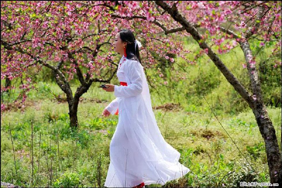 【春天,广西桂林灌阳县向您发出邀请!】官庄村有个醉美的桃花园 - 游山玩水 - 通辽生活社区 - 通辽28生活网 tongliao.28life.com
