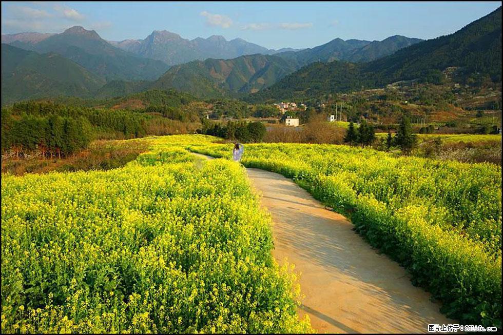 【春天,广西桂林灌阳县向您发出邀请!】长坪村油菜盛情花开 - 游山玩水 - 通辽生活社区 - 通辽28生活网 tongliao.28life.com