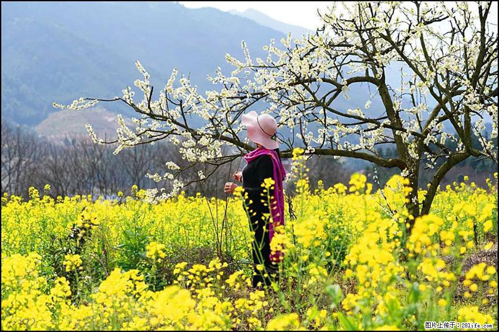 【春天,广西桂林灌阳县向您发出邀请!】长坪村油菜盛情花开 - 游山玩水 - 通辽生活社区 - 通辽28生活网 tongliao.28life.com