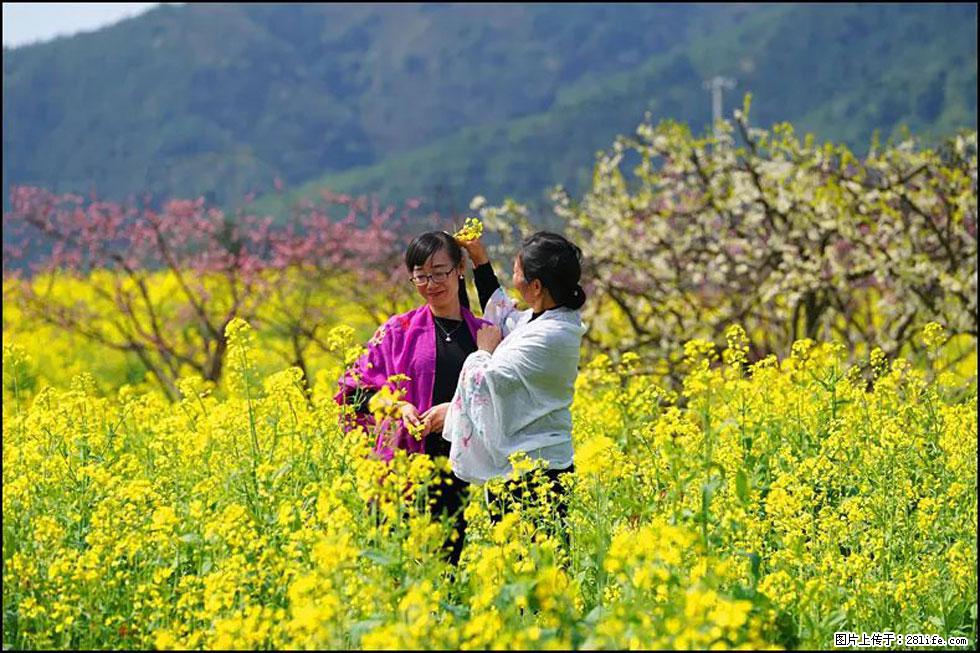【春天,广西桂林灌阳县向您发出邀请!】长坪村油菜盛情花开 - 游山玩水 - 通辽生活社区 - 通辽28生活网 tongliao.28life.com