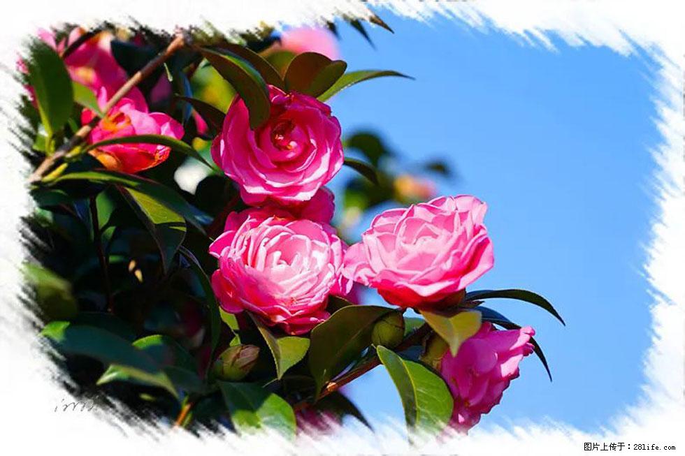 【春天,广西桂林灌阳县向您发出邀请!】杨柳井茶花惹人爱 - 游山玩水 - 通辽生活社区 - 通辽28生活网 tongliao.28life.com
