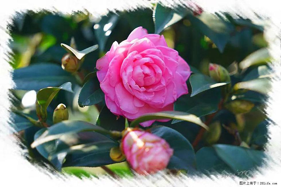【春天,广西桂林灌阳县向您发出邀请!】杨柳井茶花惹人爱 - 游山玩水 - 通辽生活社区 - 通辽28生活网 tongliao.28life.com