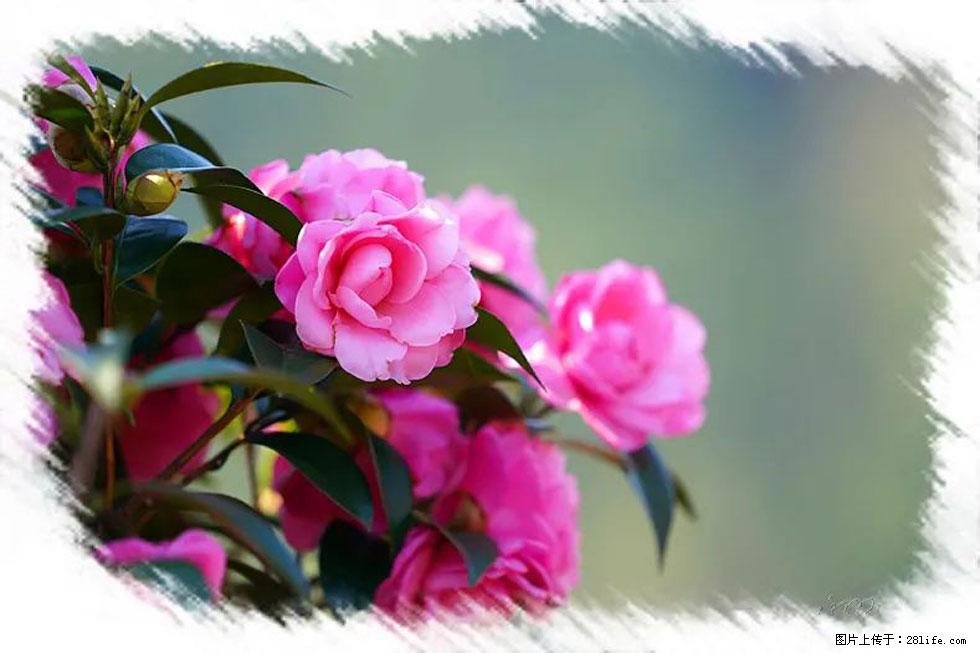 【春天,广西桂林灌阳县向您发出邀请!】杨柳井茶花惹人爱 - 游山玩水 - 通辽生活社区 - 通辽28生活网 tongliao.28life.com