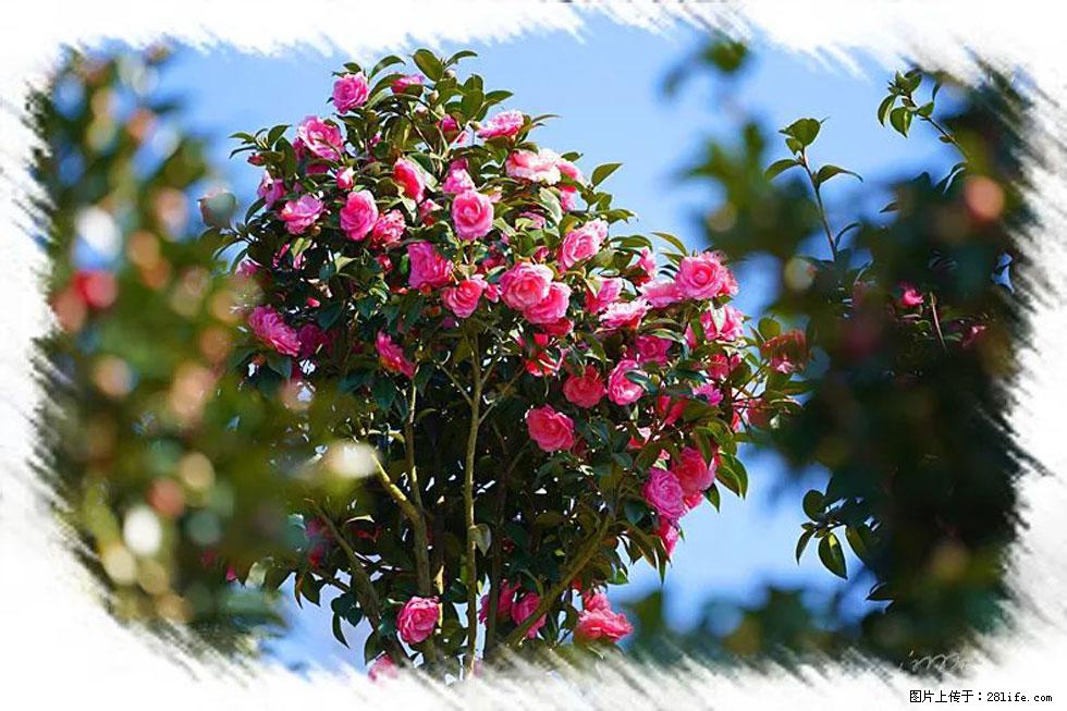 【春天,广西桂林灌阳县向您发出邀请!】杨柳井茶花惹人爱 - 游山玩水 - 通辽生活社区 - 通辽28生活网 tongliao.28life.com