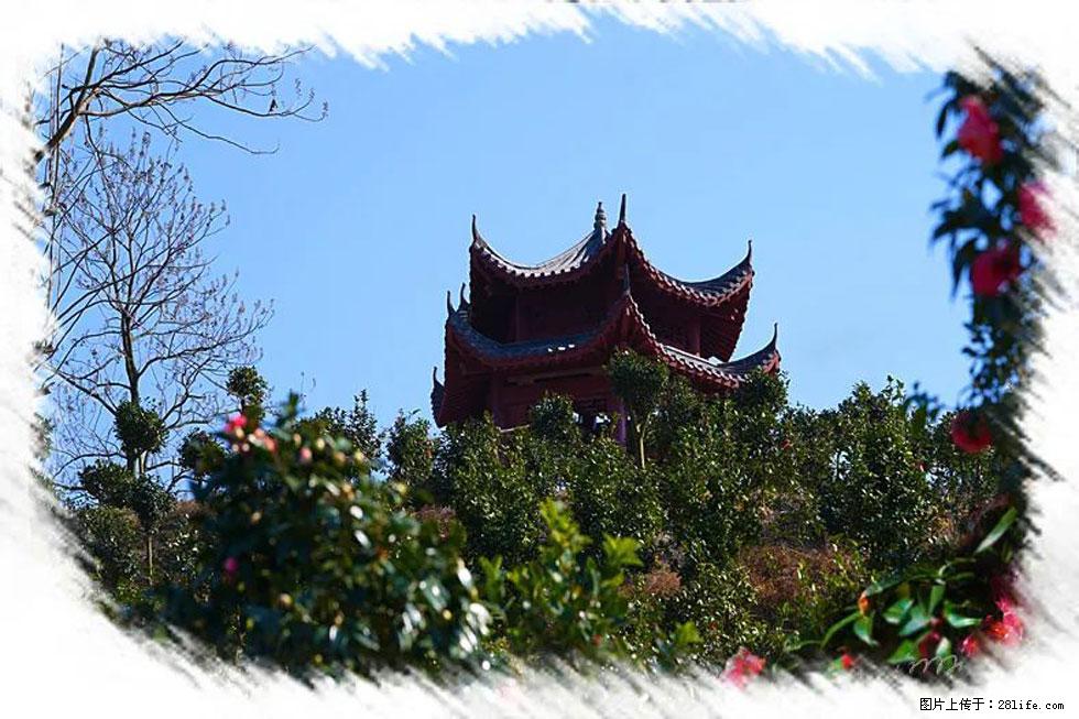 【春天,广西桂林灌阳县向您发出邀请!】杨柳井茶花惹人爱 - 游山玩水 - 通辽生活社区 - 通辽28生活网 tongliao.28life.com
