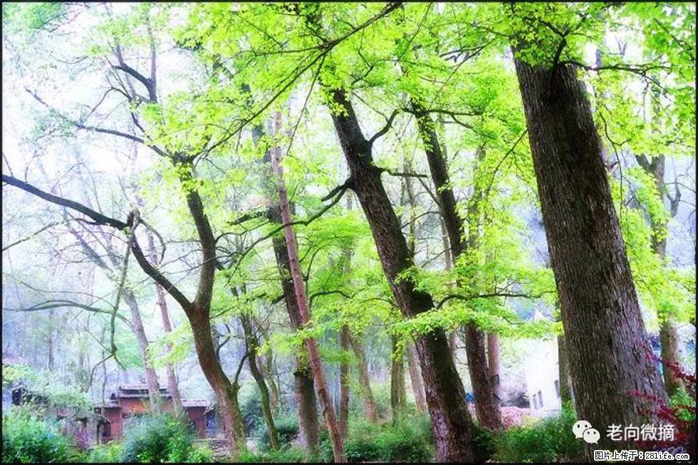 【春天,广西桂林灌阳县向您发出邀请!】在小龙村与春天约会 - 游山玩水 - 通辽生活社区 - 通辽28生活网 tongliao.28life.com