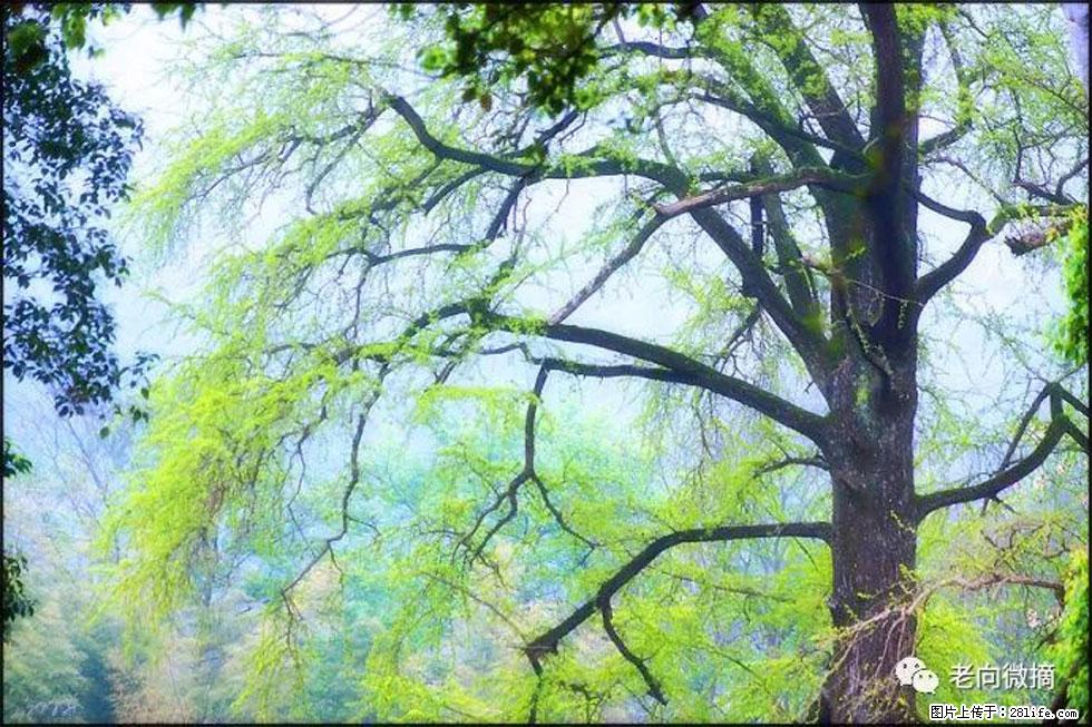 【春天,广西桂林灌阳县向您发出邀请!】在小龙村与春天约会 - 游山玩水 - 通辽生活社区 - 通辽28生活网 tongliao.28life.com