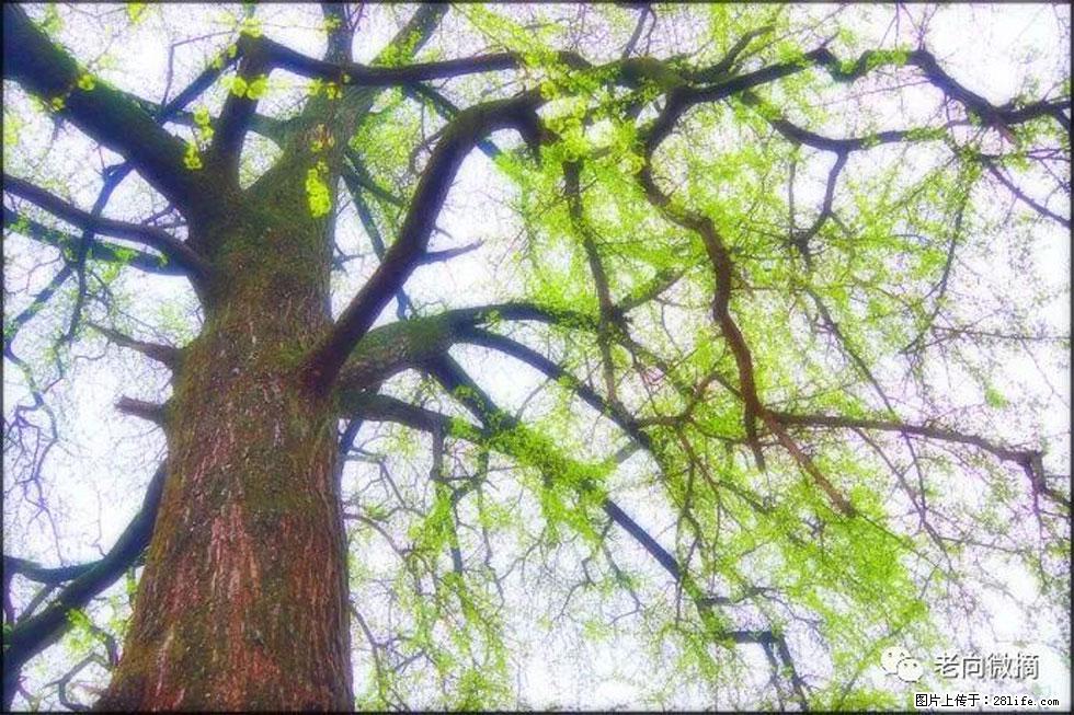 【春天,广西桂林灌阳县向您发出邀请!】在小龙村与春天约会 - 游山玩水 - 通辽生活社区 - 通辽28生活网 tongliao.28life.com