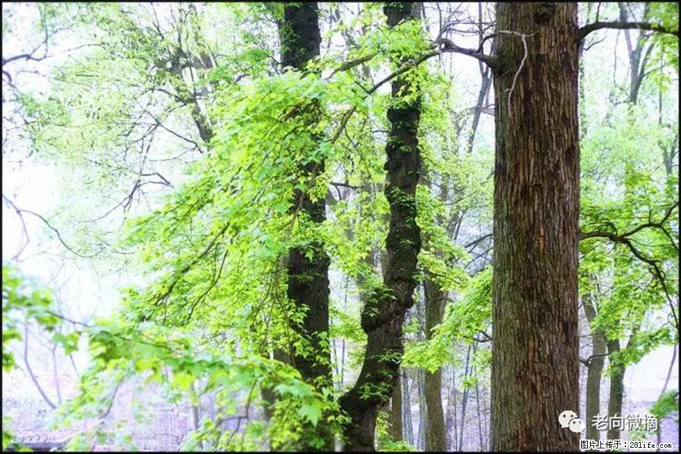 【春天,广西桂林灌阳县向您发出邀请!】在小龙村与春天约会 - 游山玩水 - 通辽生活社区 - 通辽28生活网 tongliao.28life.com