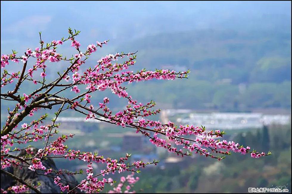 【春天,广西桂林灌阳县向您发出邀请!】望月岭上桃花开 - 游山玩水 - 通辽生活社区 - 通辽28生活网 tongliao.28life.com