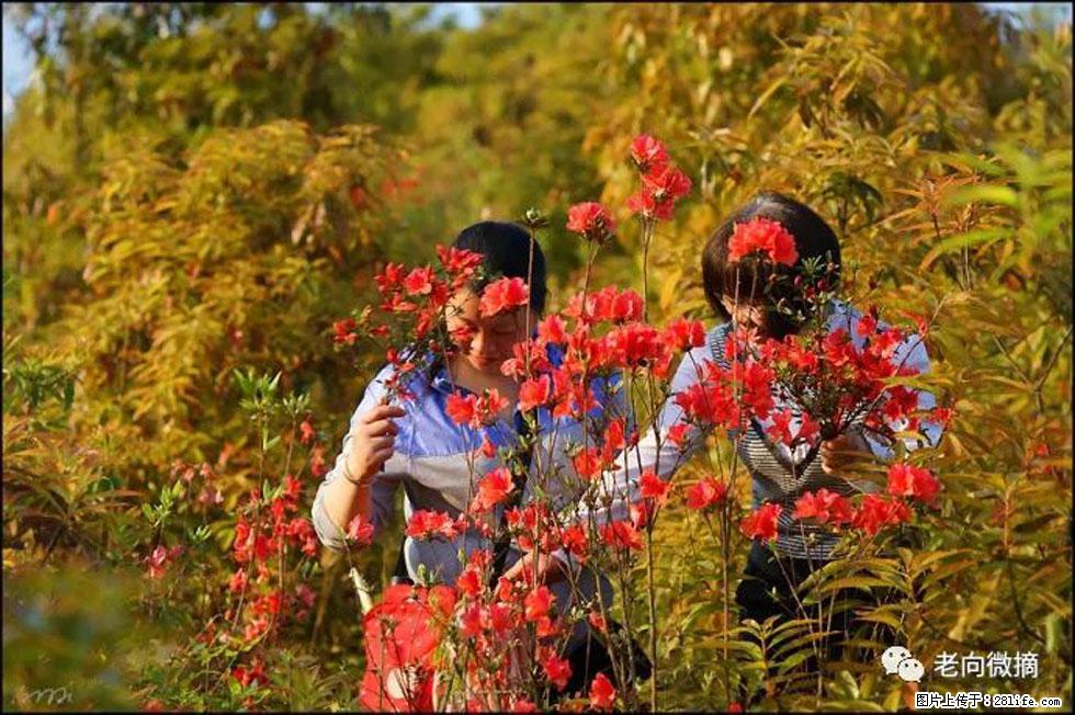 【春天,广西桂林灌阳县向您发出邀请!】登麒麟山,相约映山红 - 游山玩水 - 通辽生活社区 - 通辽28生活网 tongliao.28life.com