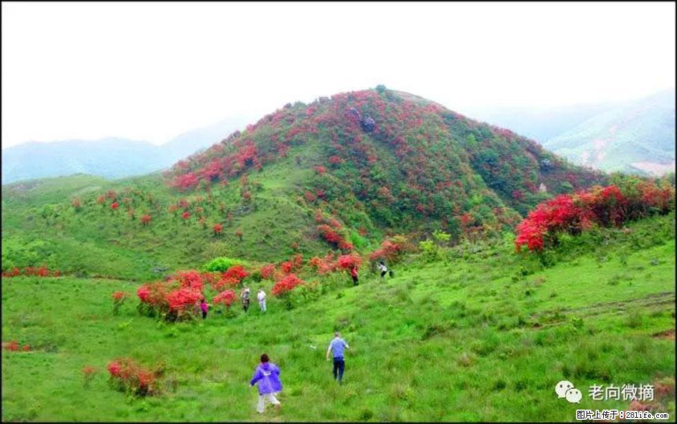 【春天,广西桂林灌阳县向您发出邀请!】宝盖山上映山红 - 游山玩水 - 通辽生活社区 - 通辽28生活网 tongliao.28life.com