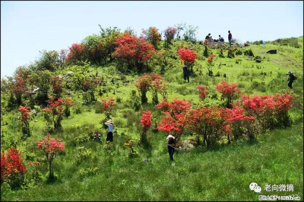 【春天,广西桂林灌阳县向您发出邀请!】宝盖山上映山红 - 游山玩水 - 通辽生活社区 - 通辽28生活网 tongliao.28life.com