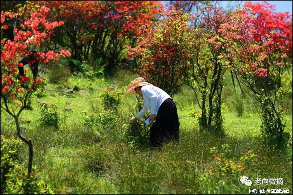 【春天,广西桂林灌阳县向您发出邀请!】宝盖山上映山红 - 游山玩水 - 通辽生活社区 - 通辽28生活网 tongliao.28life.com