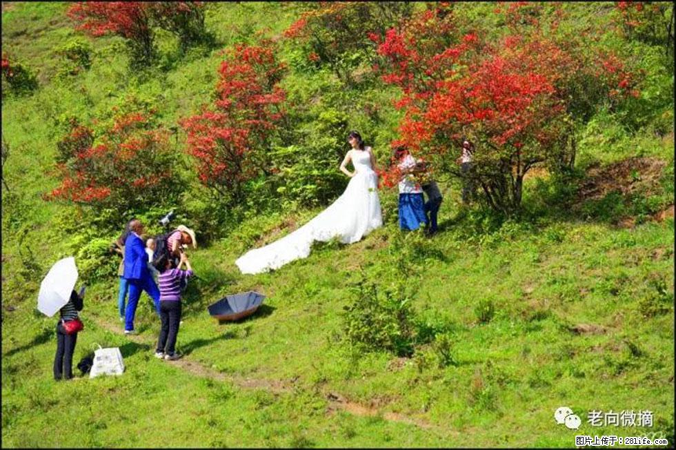【春天,广西桂林灌阳县向您发出邀请!】宝盖山上映山红 - 游山玩水 - 通辽生活社区 - 通辽28生活网 tongliao.28life.com