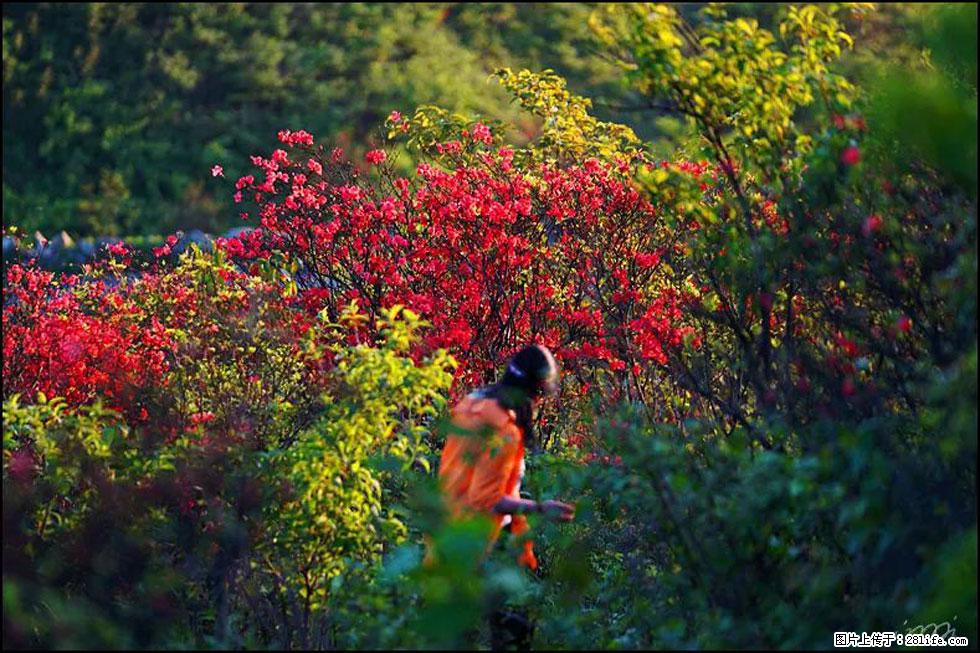 【春天,广西桂林灌阳县向您发出邀请!】春木界上映山红 - 游山玩水 - 通辽生活社区 - 通辽28生活网 tongliao.28life.com