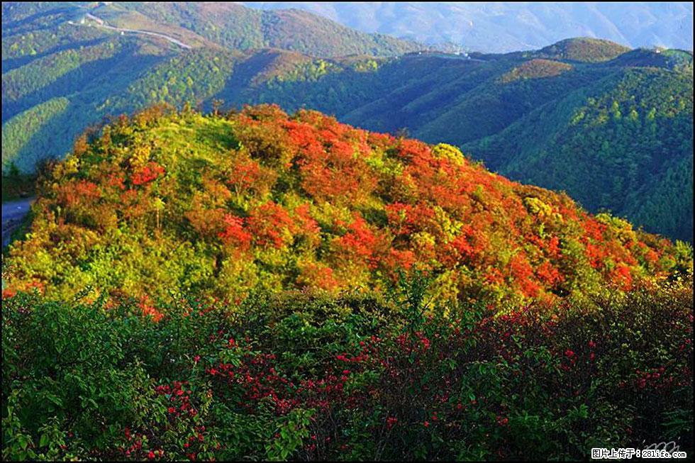 【春天,广西桂林灌阳县向您发出邀请!】春木界上映山红 - 游山玩水 - 通辽生活社区 - 通辽28生活网 tongliao.28life.com
