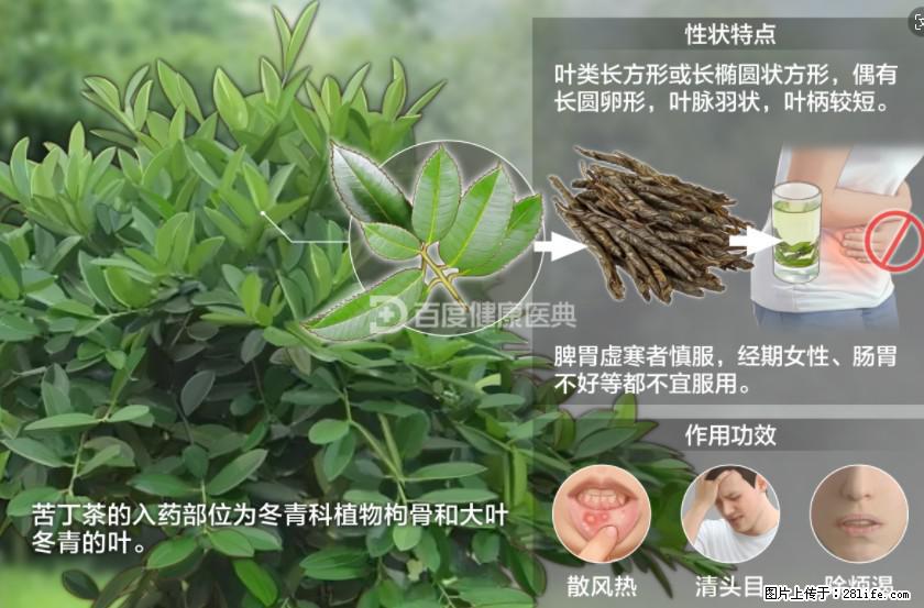 苦丁茶有哪些功效和作用 - 生活百科 - 通辽生活社区 - 通辽28生活网 tongliao.28life.com