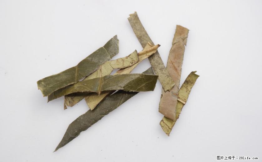 苦丁茶有哪些功效和作用 - 生活百科 - 通辽生活社区 - 通辽28生活网 tongliao.28life.com