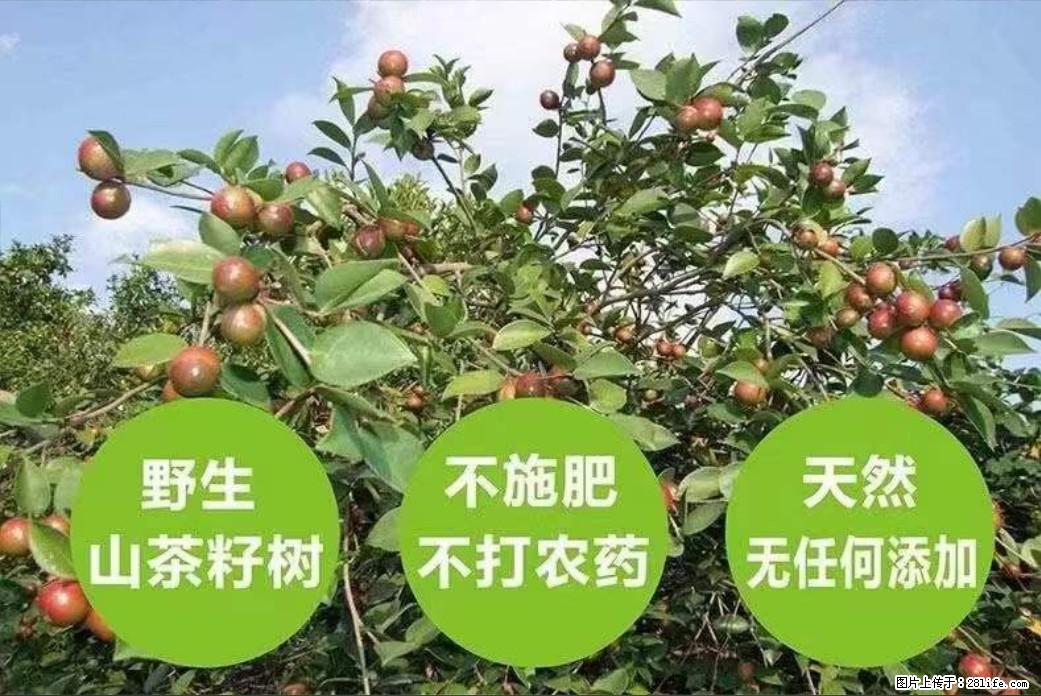 【灌阳县油茶产业示范区】一个有着充实的精神生活的人,对待身外之物自会有一种淡泊的态度 - 土特产 - 饮食特产 - 通辽分类信息 - 通辽28生活网 tongliao.28life.com