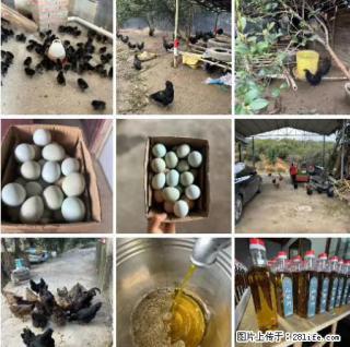 油茶园从小鸡仔开始养起的纯土鸡、土鸡蛋可以预定啦!还有前几天刚榨的纯山茶油哦 - 通辽28生活网 tongliao.28life.com