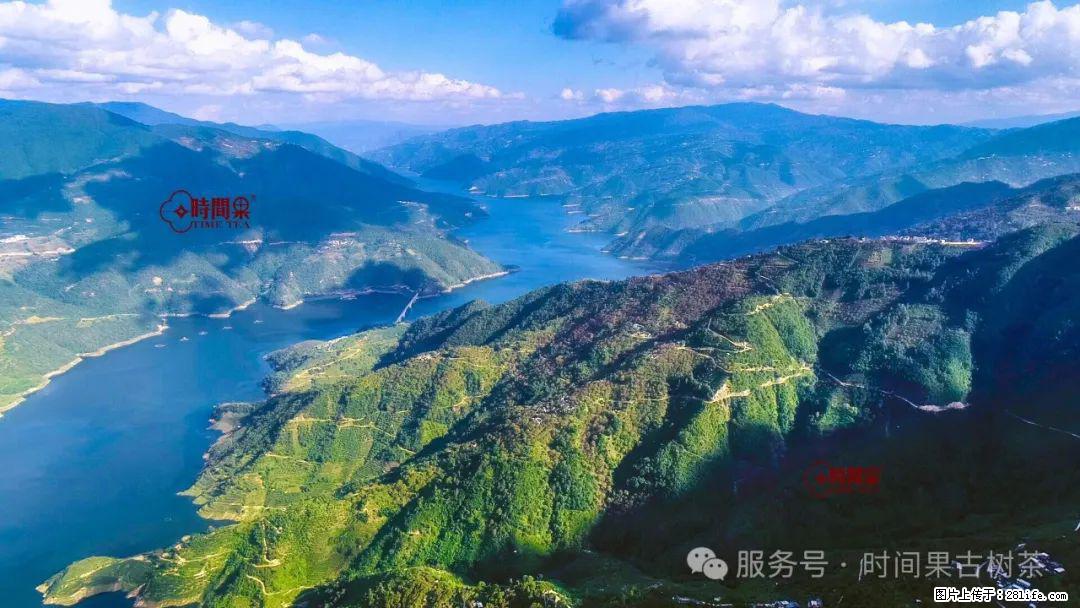 时间果百年古树龙珠普洱生茶 - 购物交流 - 通辽生活社区 - 通辽28生活网 tongliao.28life.com