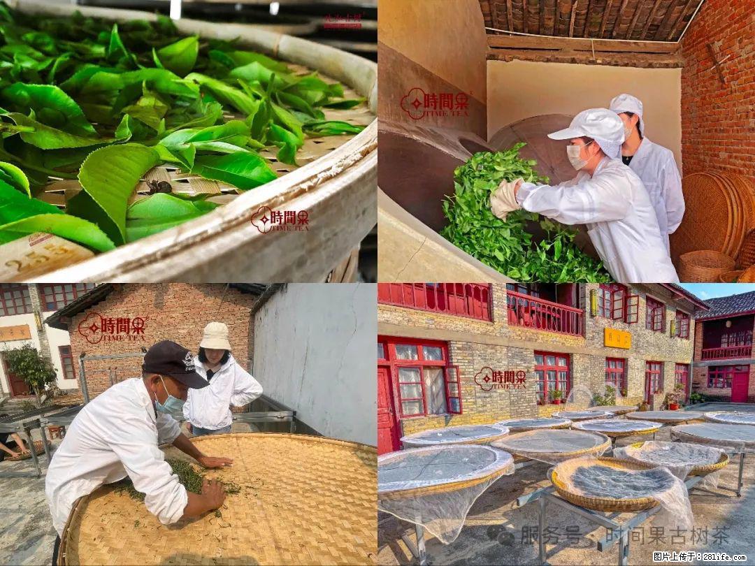 时间果百年古树龙珠普洱生茶 - 购物交流 - 通辽生活社区 - 通辽28生活网 tongliao.28life.com