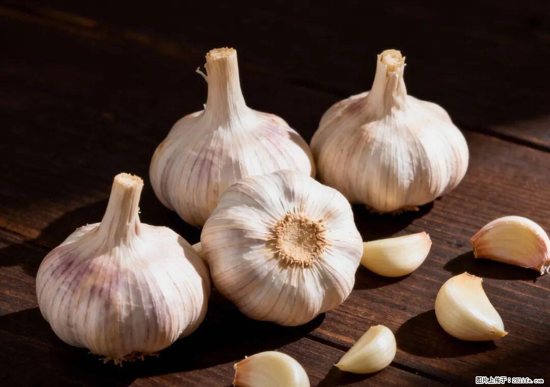 关于大蒜,除了“天然抗生素”,这4个谣言更该警惕! - 通辽生活资讯 - 通辽28生活网 tongliao.28life.com