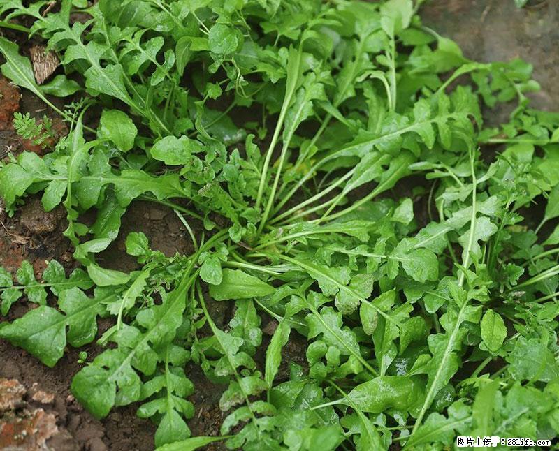 这些蔬菜是“天然钙片”，这6种被医生重点推荐 - 通辽生活资讯 - 通辽28生活网 tongliao.28life.com