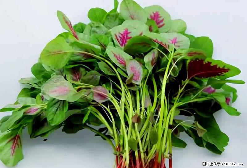 这些蔬菜是“天然钙片”，这6种被医生重点推荐 - 通辽生活资讯 - 通辽28生活网 tongliao.28life.com