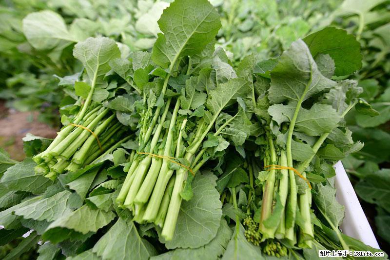 这些蔬菜是“天然钙片”，这6种被医生重点推荐 - 通辽生活资讯 - 通辽28生活网 tongliao.28life.com